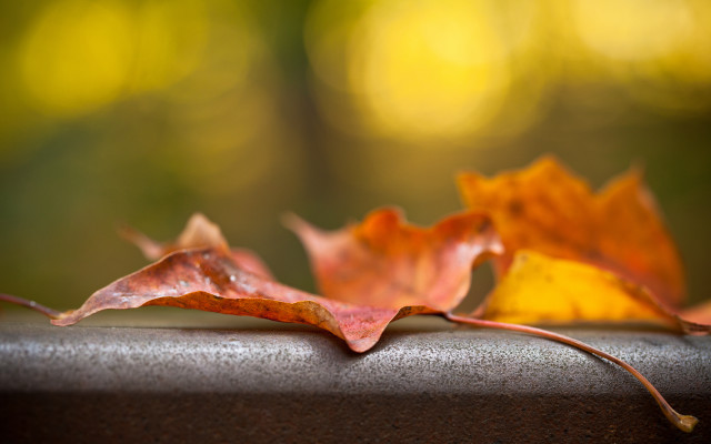 Leaves table blurry background deep free wallpaper for desktop - medium preview image