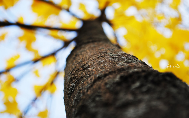 Yellow leaves blue sky shallow free wallpaper for desktop - medium preview image