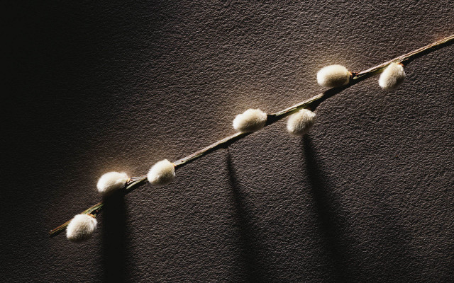 White plant shadow wall black free wallpaper for desktop - medium preview image