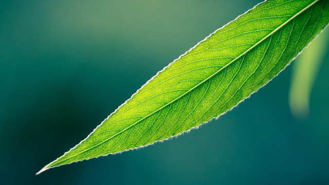 Green leaf blurry background macro free wallpaper for desktop - medium preview image