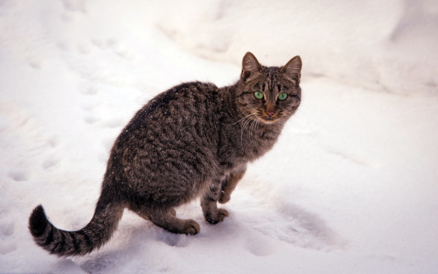 Cat snow curious green eyes free wallpaper for desktop - medium preview image