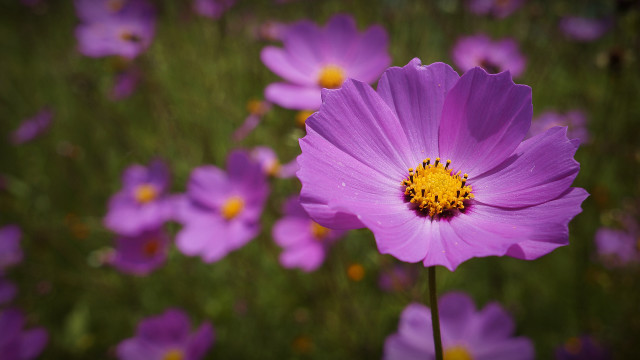 Purple flower field bokeh macro free wallpaper for desktop - medium preview image