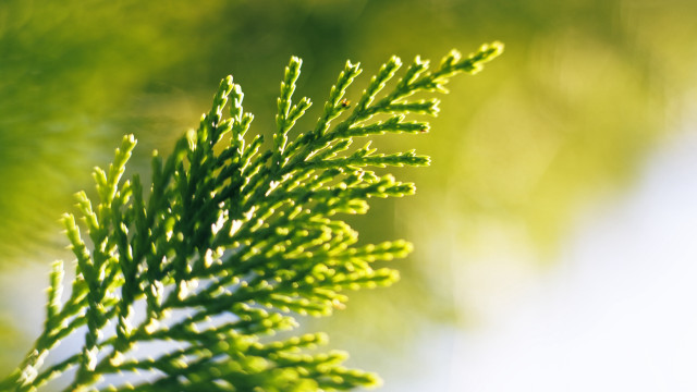 Green branch macro blurry background free wallpaper for desktop - medium preview image