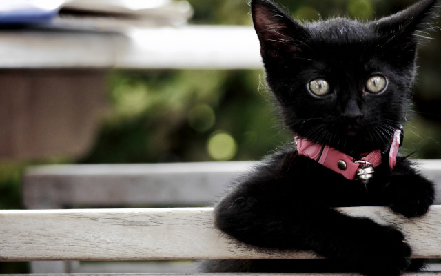 Black cat pink collar serious free wallpaper for desktop - medium preview image