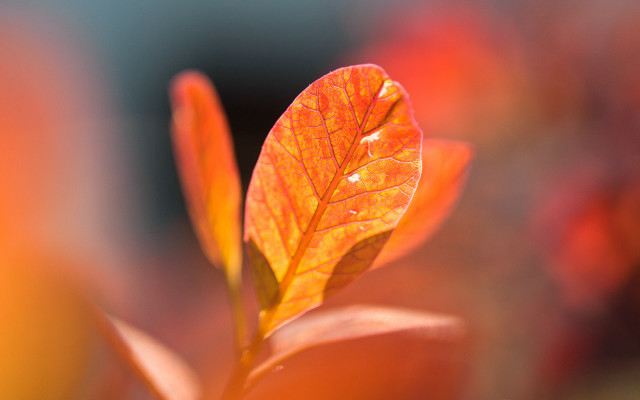 Leaf shiny orange closeup blurry free wallpaper for desktop - medium preview image