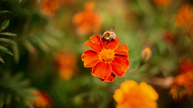 Bee flower orange field green free wallpaper for desktop - medium preview image