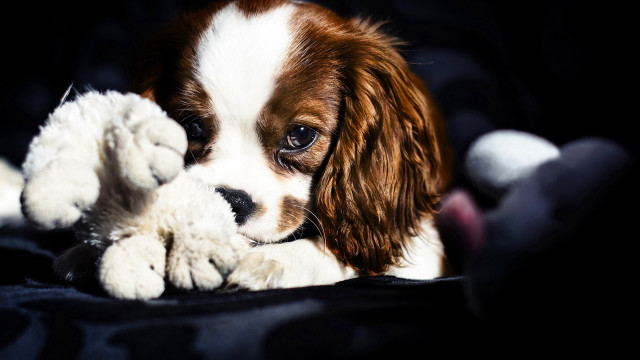 Puppy playing stuffed animal bed free wallpaper for desktop - medium preview image