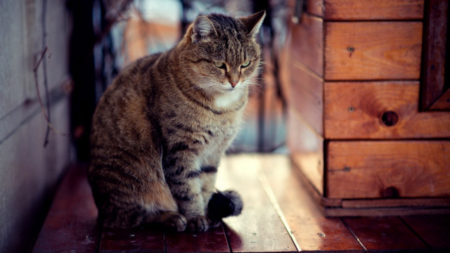 Cat dresser wooden floor blurry free wallpaper for desktop - medium preview image