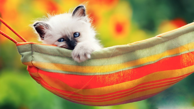 Kitten hammock blue eyes cute free wallpaper for desktop - medium preview image