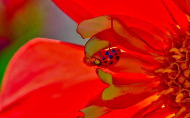 Ladybug redflower greenbackground macrofire flame free wallpaper for desktop - medium preview image