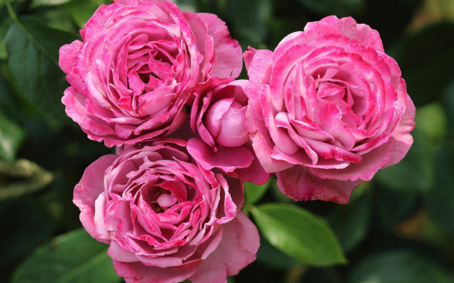 Pink roses green leaves blurry #2 free wallpaper for desktop - medium preview image