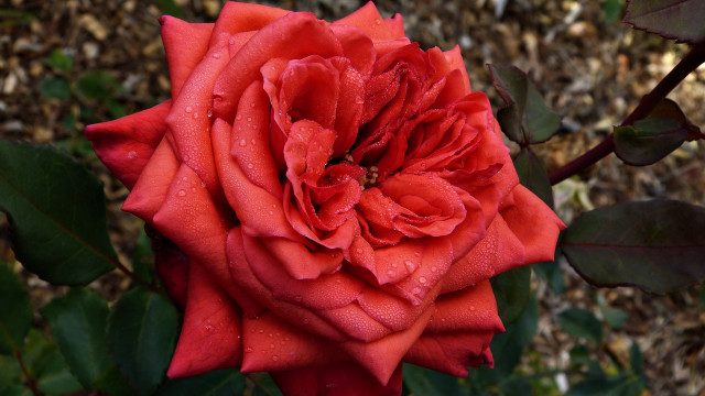 Red rose water droplets macro #28 free wallpaper for desktop - medium preview image