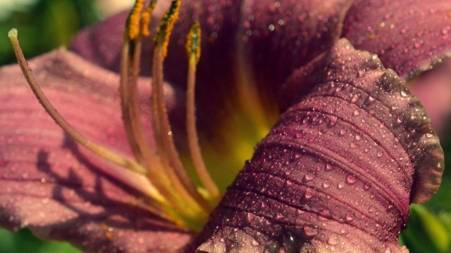 Purple flower water droplets macro #13 free wallpaper for desktop - medium preview image