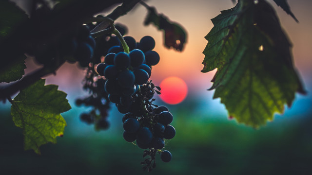 Grapes sunset silhouette vines fullmoon free wallpaper for desktop - medium preview image