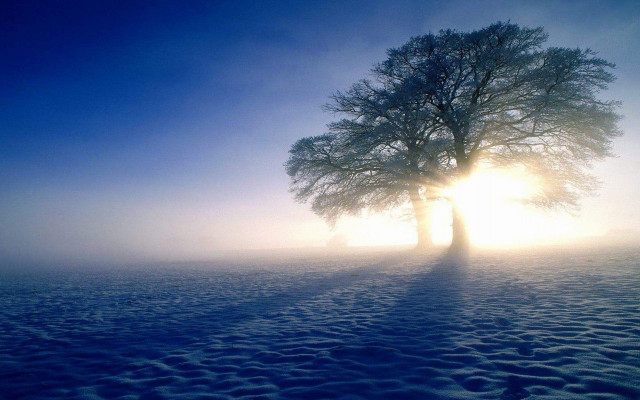 Lone tree snowy field sunshine free wallpaper for desktop - medium preview image