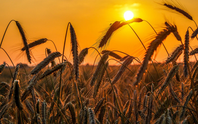 Wheat field sunset clouds barn free wallpaper for desktop - medium preview image