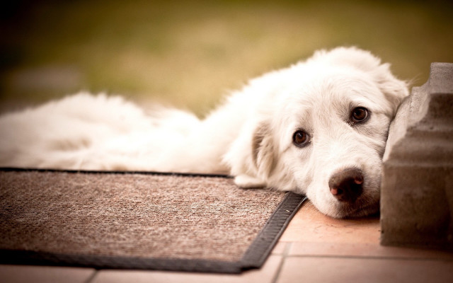 White dog laying on rug free wallpaper for desktop - medium preview image