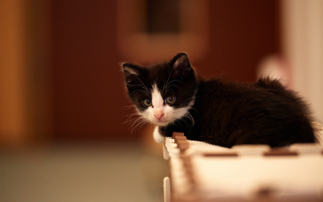 Black white kitten table door free wallpaper for desktop - medium preview image