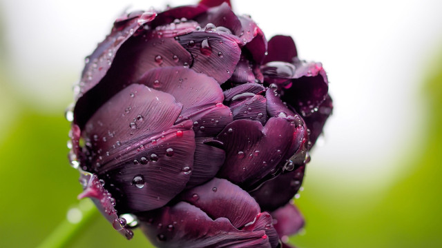 Purple flower water droplets macro #15 free wallpaper for desktop - medium preview image