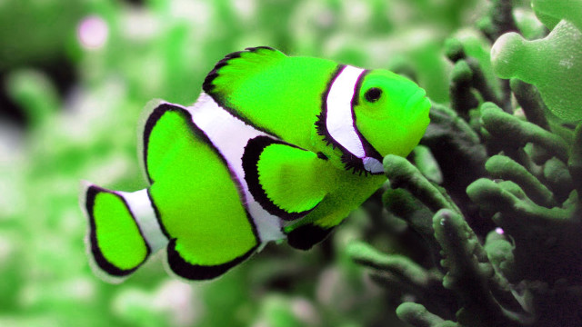 Green white clown fish coral free wallpaper for desktop - medium preview image