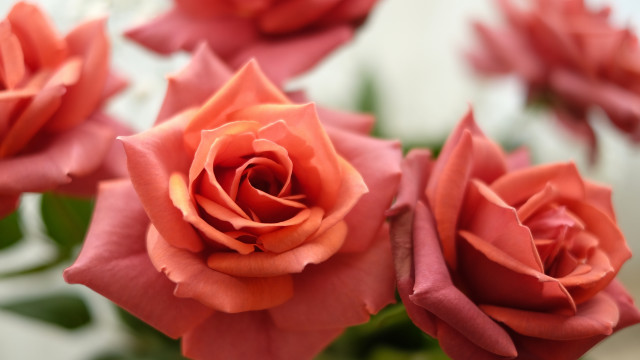 Red roses vase bokeh macro free wallpaper for desktop - medium preview image