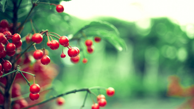 Red berries forest macro blurry free wallpaper for desktop - medium preview image