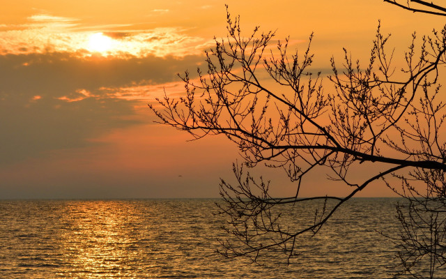 Sunset water bird tree impessionist free wallpaper for desktop - medium preview image