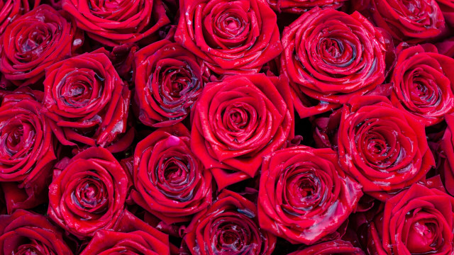 Red roses water droplets macro #7 free wallpaper for desktop - medium preview image