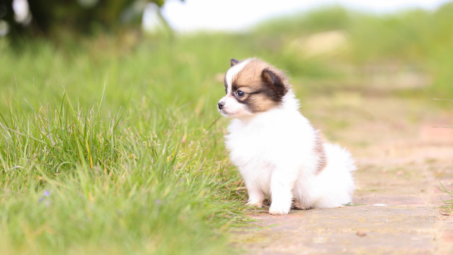Tiny dog on path blurry free wallpaper for desktop - medium preview image
