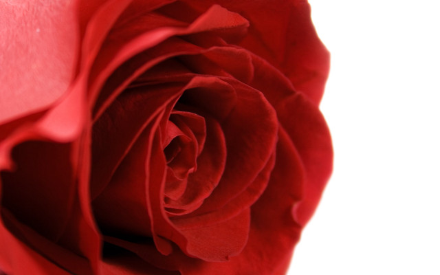 Red rose macro closeup flower free wallpaper for desktop - medium preview image