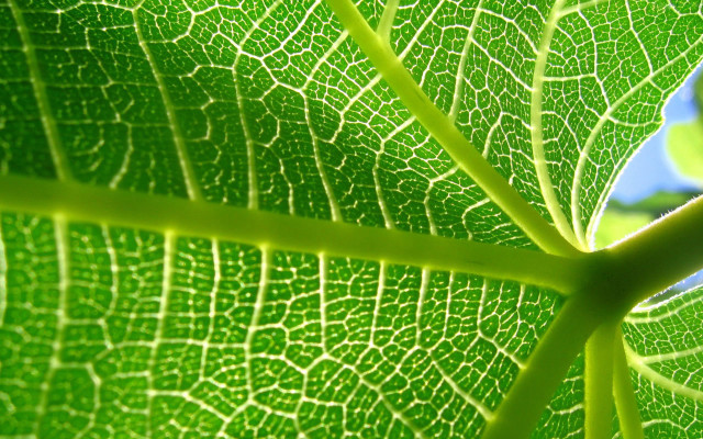 Green leaf blue sky macro #6 free wallpaper for desktop - medium preview image
