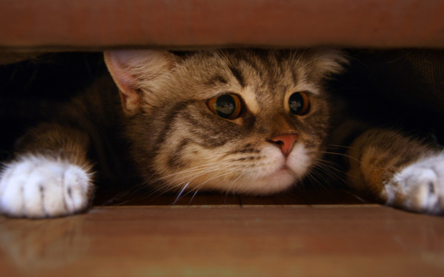 Cat hiding brown box photorealism free wallpaper for desktop - medium preview image