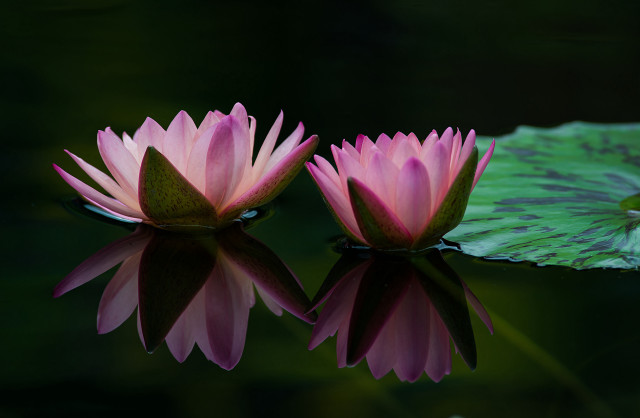 Pink water lilies reflection macro free wallpaper for desktop - medium preview image
