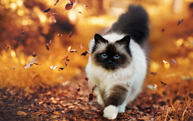 Cat leaves grass autumn blurry free wallpaper for desktop - medium preview image