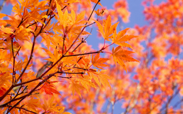 Fall orange leaves blue sky free wallpaper for desktop - medium preview image