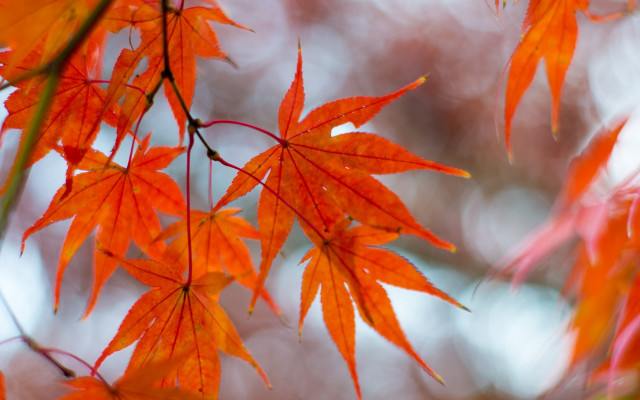 Orange leaves closeup autumn nature free wallpaper for desktop - medium preview image