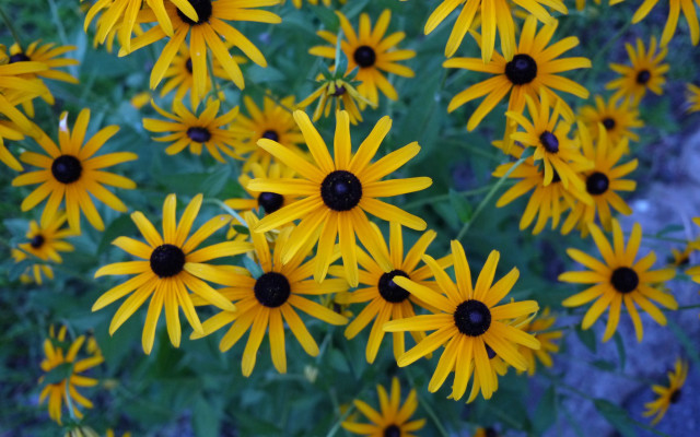 Yellow flowers field blue sky #2 free wallpaper for desktop - medium preview image