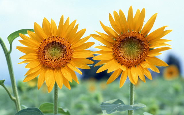 Sunflowers field blue sky building free wallpaper for desktop - medium preview image