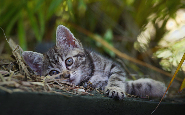 Small kitten planter grass leaves free wallpaper for desktop - medium preview image