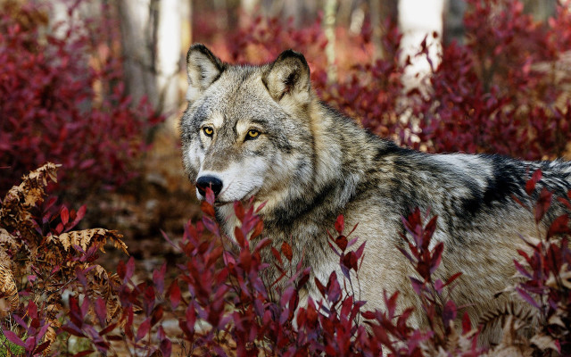 Wolf forest autumn blood blur free wallpaper for desktop - medium preview image