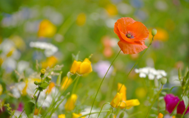 Flower field orange bloom vibrant free wallpaper for desktop - medium preview image
