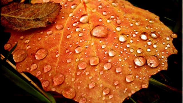 Leaf water droplets ground grass free wallpaper for desktop - medium preview image