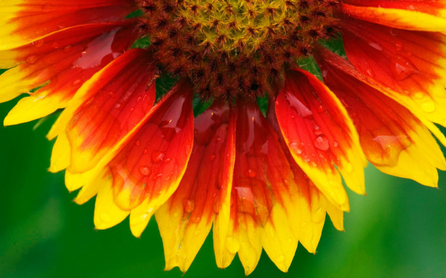 Yellow red flower water droplets free wallpaper for desktop - medium preview image
