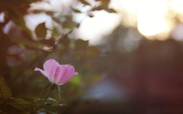 Pink flower blooming sunlight blurry free wallpaper for desktop - medium preview image