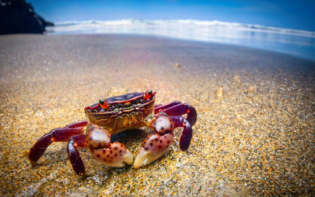 Crab sand beach camera surrealism free wallpaper for desktop - medium preview image