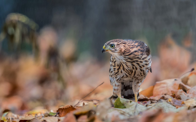 Bird of prey leaves woods free wallpaper for desktop - medium preview image