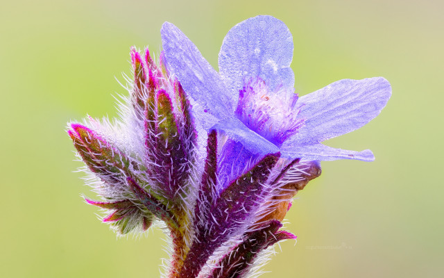 Purple flower green gradient macro free wallpaper for desktop - medium preview image