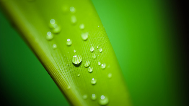 Green leaf water drops macro #34 free wallpaper for desktop - medium preview image