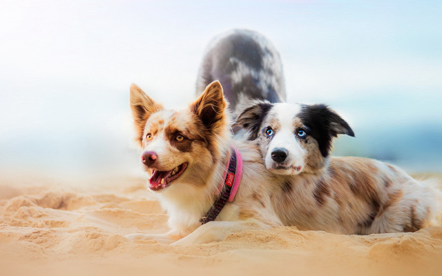 Two dogs beach sand shiba free wallpaper for desktop - medium preview image