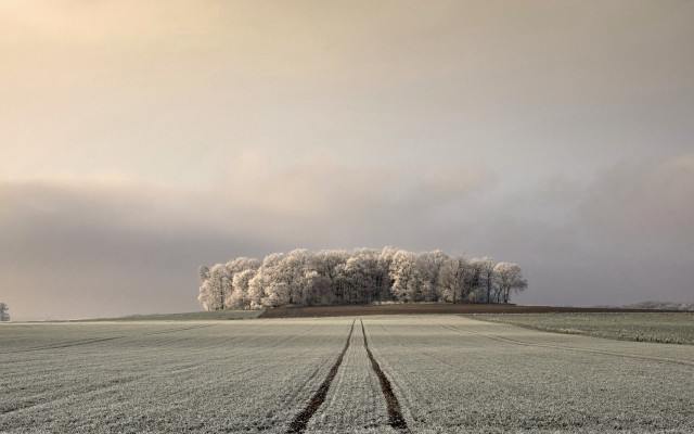 Field tracks large tree clouds free wallpaper for desktop - medium preview image